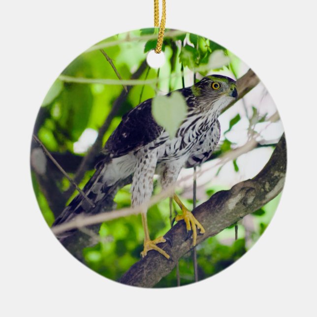 "Coopers Hawk in the Grapevine" Keramik Ornament (Vorne)