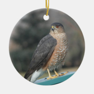 Coopers Hawk Keramikornament