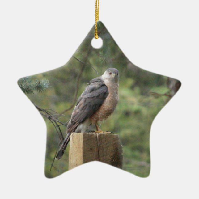 Cooper's Hawk Keramikornament (Vorne)