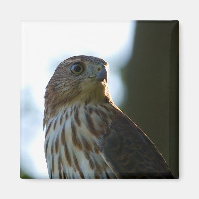 Cooper's Hawk Magnet (Vorne)