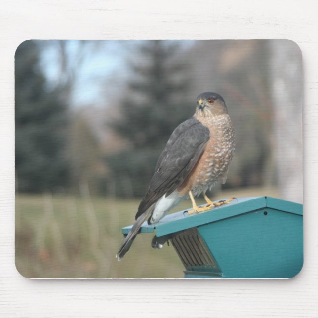 Coopers Hawk Mousepad (Vorne)