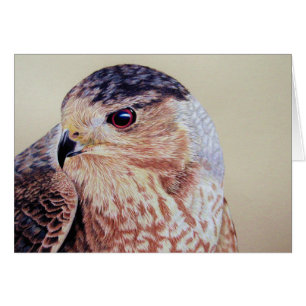 Coopers Hawk Portrait