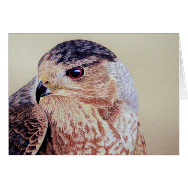 Coopers Hawk Portrait (Vorderseite (Horizontal))