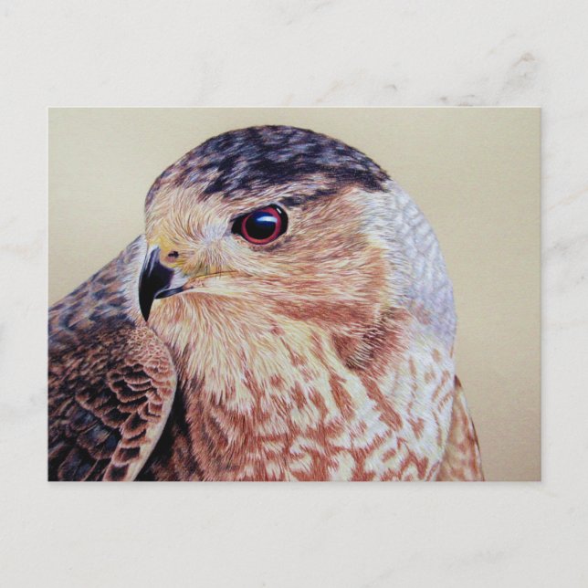 Coopers Hawk Portrait Postkarte (Vorderseite)