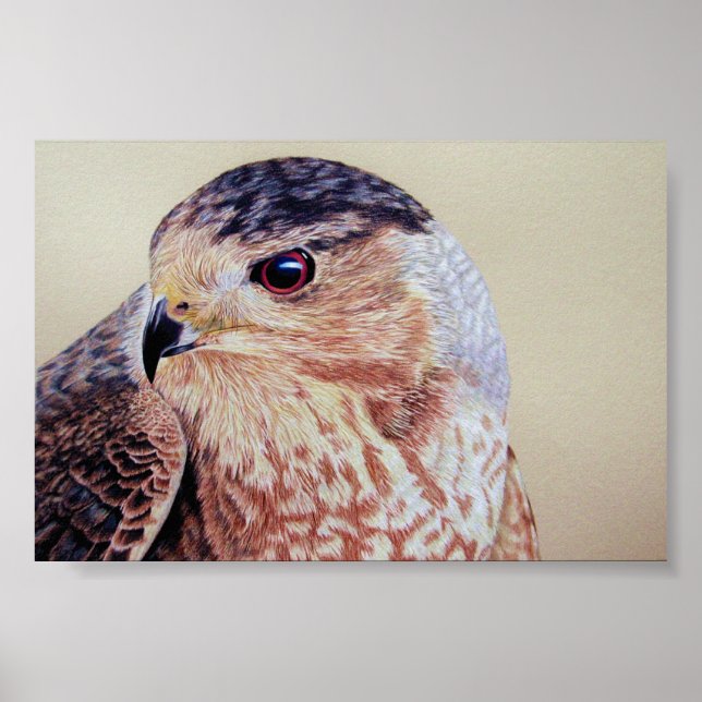 Coopers Hawk Poster (Vorne)
