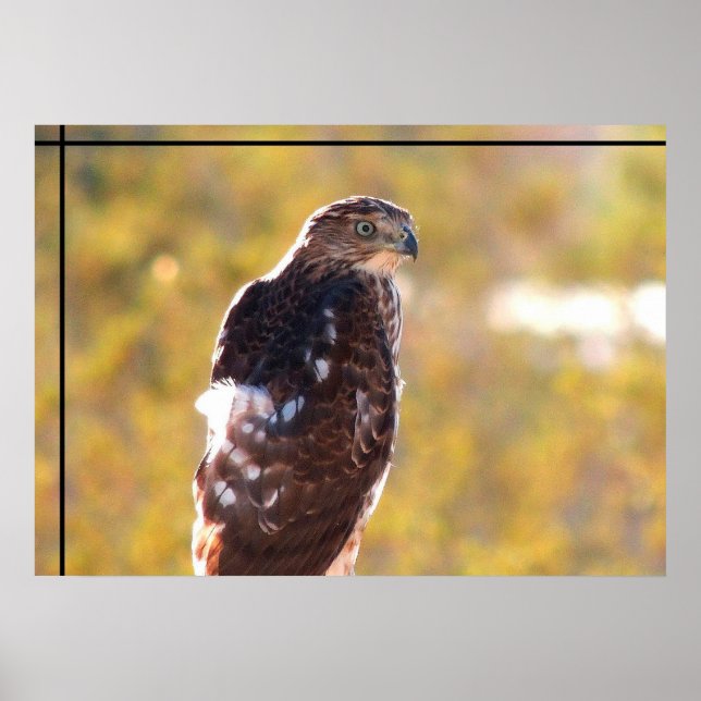 Cooper's Hawk Poster (Vorne)