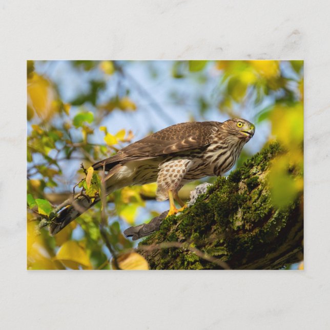 Cooper's Hawk Postkarte (Vorderseite)