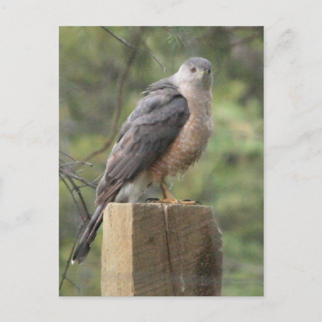 Cooper's Hawk Postkarte (Vorderseite)