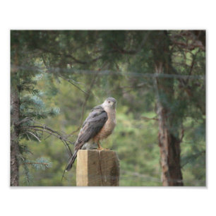 Cooper's Hawk Print Fotodruck