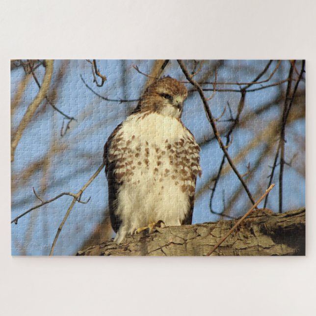 Cooper's Hawk Puzzle (Horizontal)