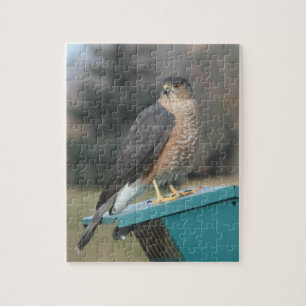 Coopers Hawk Puzzle