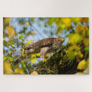 Cooper's Hawk Puzzle