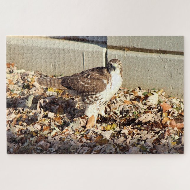 Cooper's Hawk Puzzle (Horizontal)