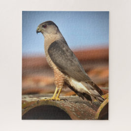 Cooper's Hawk Puzzle