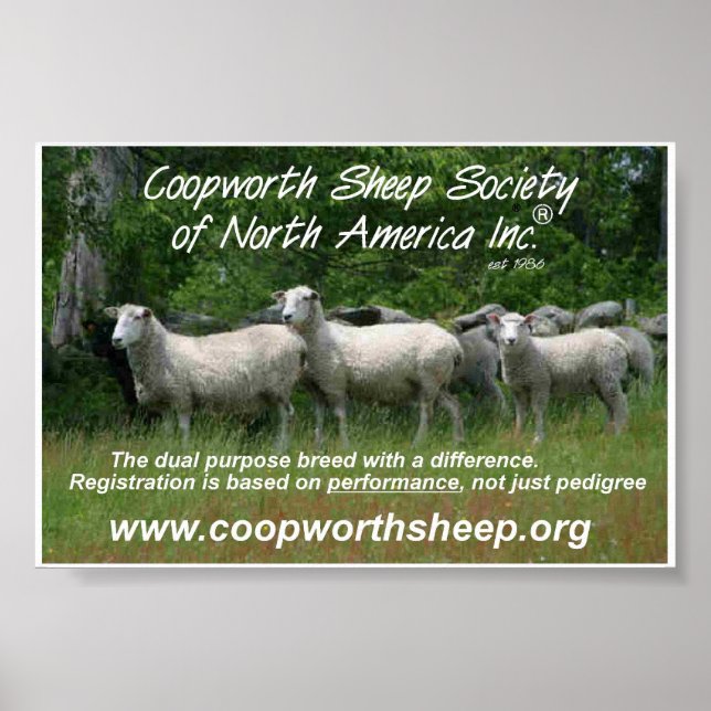 Coopworth Sheep Poster (Vorne)