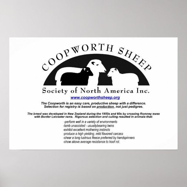 Coopworth Sheep Poster (Vorne)