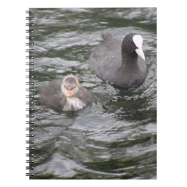 Coot and Chick Notebook Notizblock (Vorderseite)