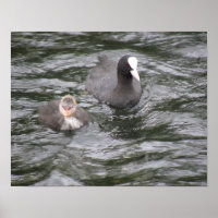 Coot and Chick Poster