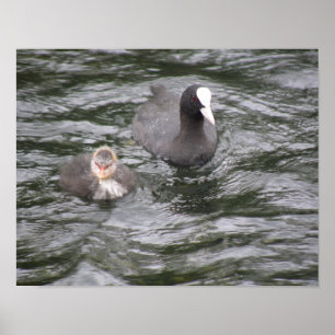 Coot and Chick Poster