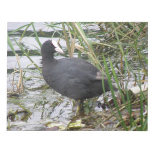 Coot auf dem Flussufer-Notepad Notizblock