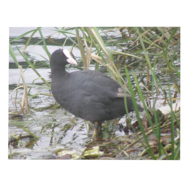 Coot auf dem Flussufer-Notepad Notizblock (Vorderseite)