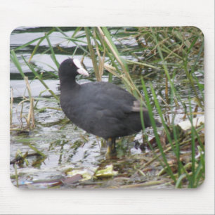 Coot auf dem Riverbank Mousepad