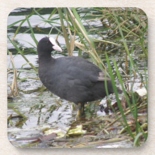 Coot auf dem Untersetzer Riverbank Cork