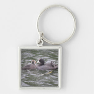 Coot Fütternd Hunger Küken Schlüsselanhänger