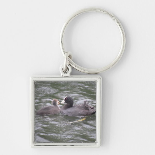 Coot Fütternd Hunger Küken Schlüsselanhänger (Vorne)