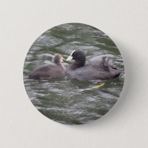 Coot Fütternd Hungerklicktaste Button