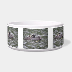 Coot Fütternd Hungerkuchen Napf