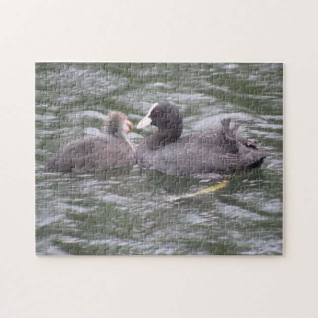 Coot Fütternd Hungerkuschelpuzzle Puzzle (Horizontal)