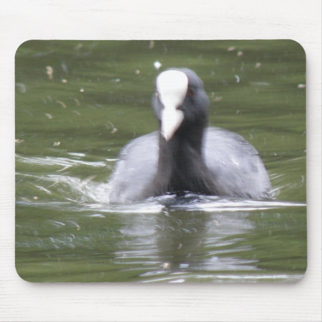 Coot Swimming Mousepad (Vorne)
