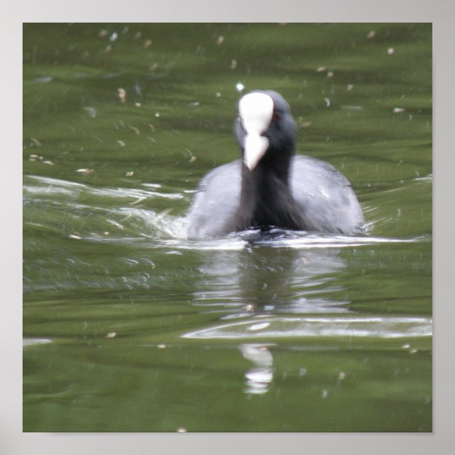 Coot Swimming Print Poster (Vorne)