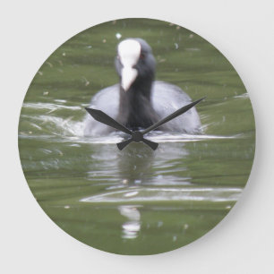 Coot Swimming Wall Clock Große Wanduhr