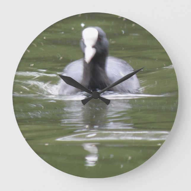 Coot Swimming Wall Clock Große Wanduhr (Vorderseite)