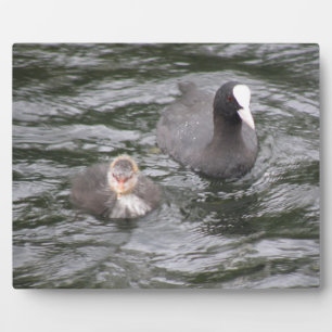 Coot und Chick Plaque Fotoplatte