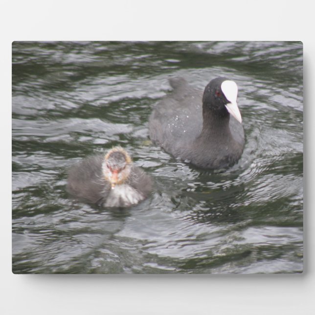 Coot und Chick Plaque Fotoplatte (Vorderseite)