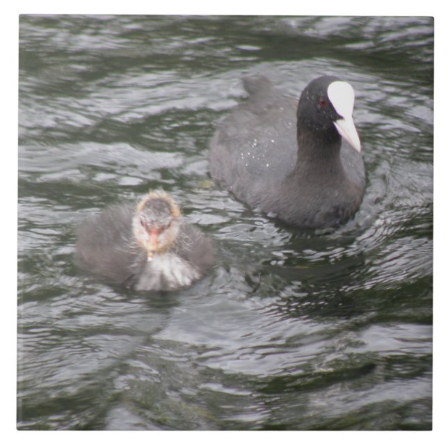 Coot und Chick Tile Fliese (Vorderseite)