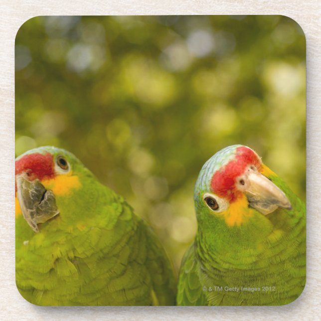 Copan, Honduras Getränkeuntersetzer (Vorderseite)