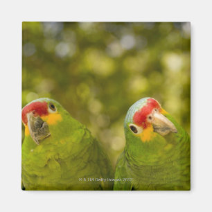 Copan, Honduras Magnet