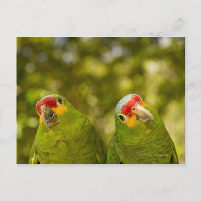 Copan, Honduras Postkarte (Vorderseite)