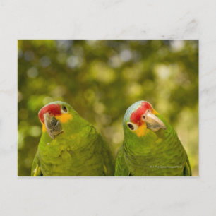 Copan, Honduras Postkarte