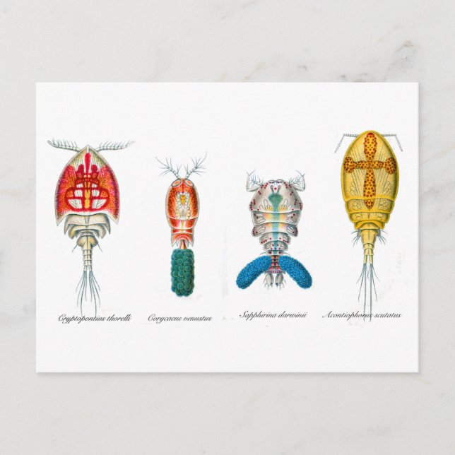 Copepoden Postkarte (Vorderseite)