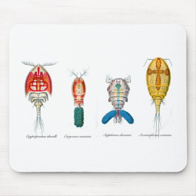 Copepods Mousepad (Vorne)