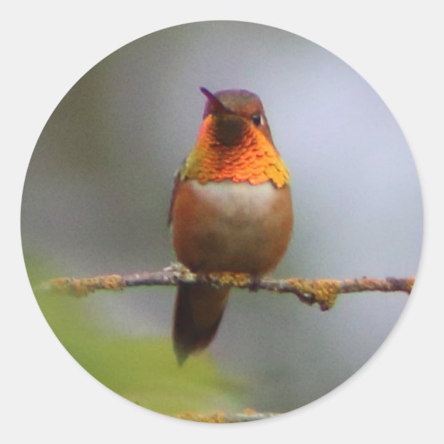 Copper Rufous Hummingbird Runder Aufkleber (Vorderseite)