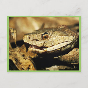 Copperhead Postkarte
