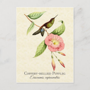 Coppery Bellied Puffleg Hummingbird Art Postkarte