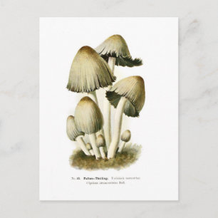 Coprinus atramentarius postkarte
