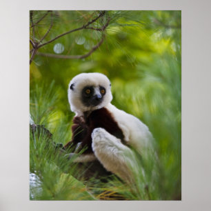 Coquerel-Sifaka im Wald 2 Poster